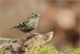<p>ČÍŽEK LESNÍ (Carduelis spinus) ------- /Eurasian siskin - Erlenzeisig/</p>